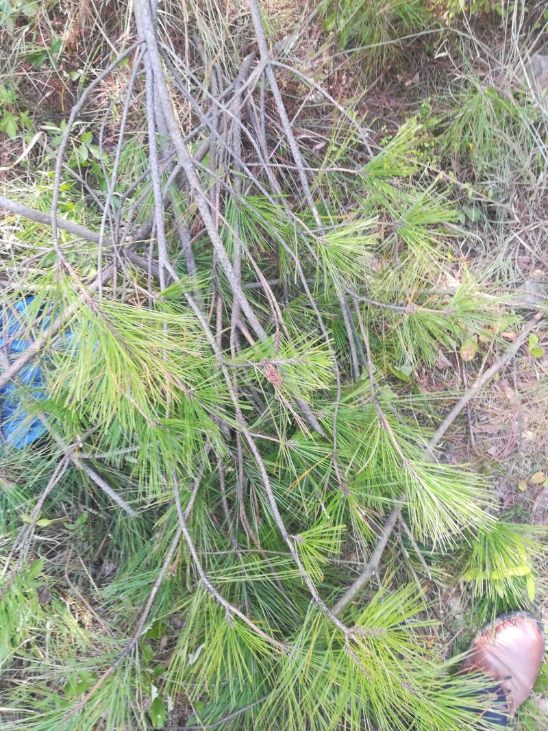 松树枝，松针，深山老松幼枝马尾松树枝中药材