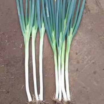 长白大葱30~40cm毛葱货源充足量大从优欢迎联系