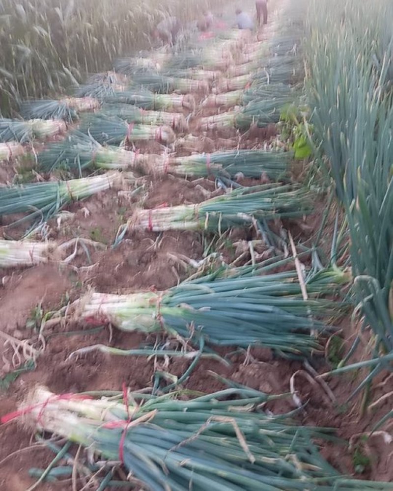 长白大葱30~40cm毛葱货源充足量大从优欢迎联系