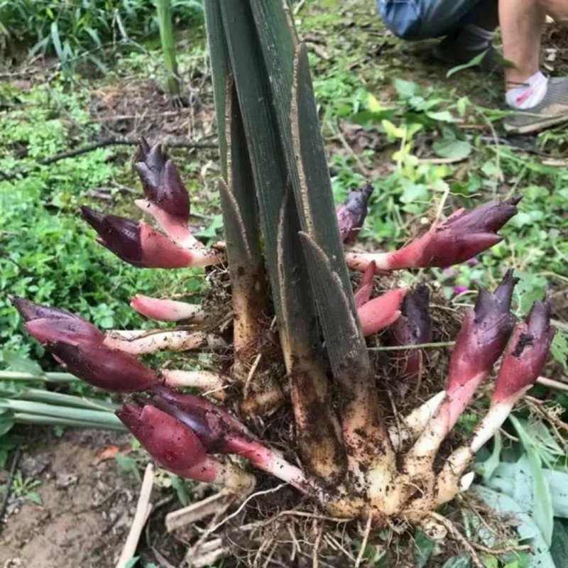 阳菏种
