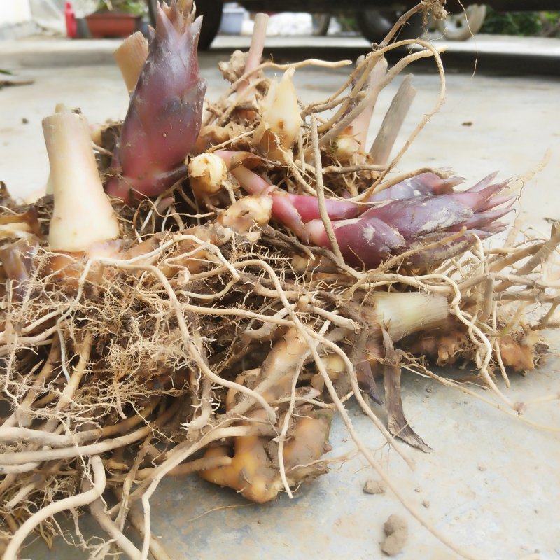 阳菏种