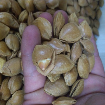 甜杏核干果新疆特产量大从优味道超好吃的