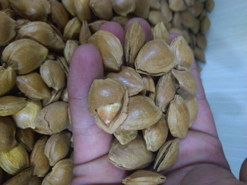 甜杏核干果新疆特产量大从优味道超好吃的