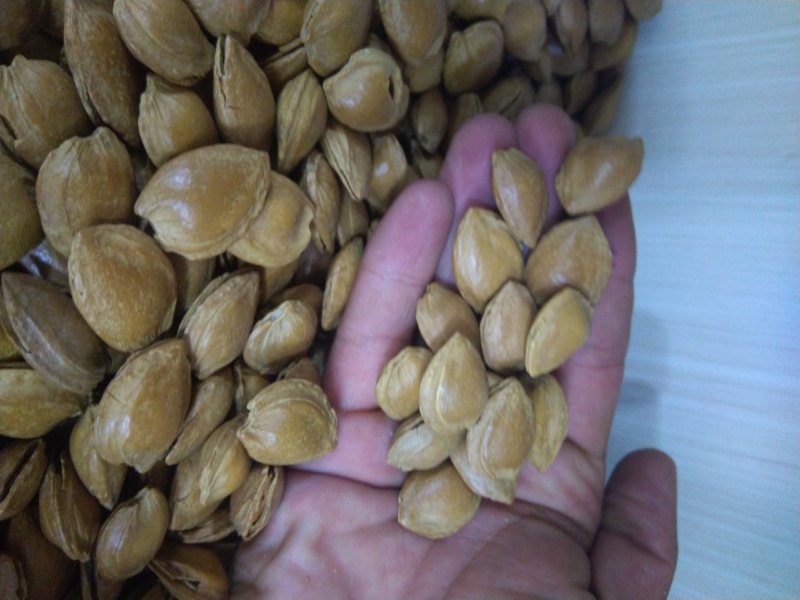 甜杏核干果新疆特产量大从优味道超好吃的
