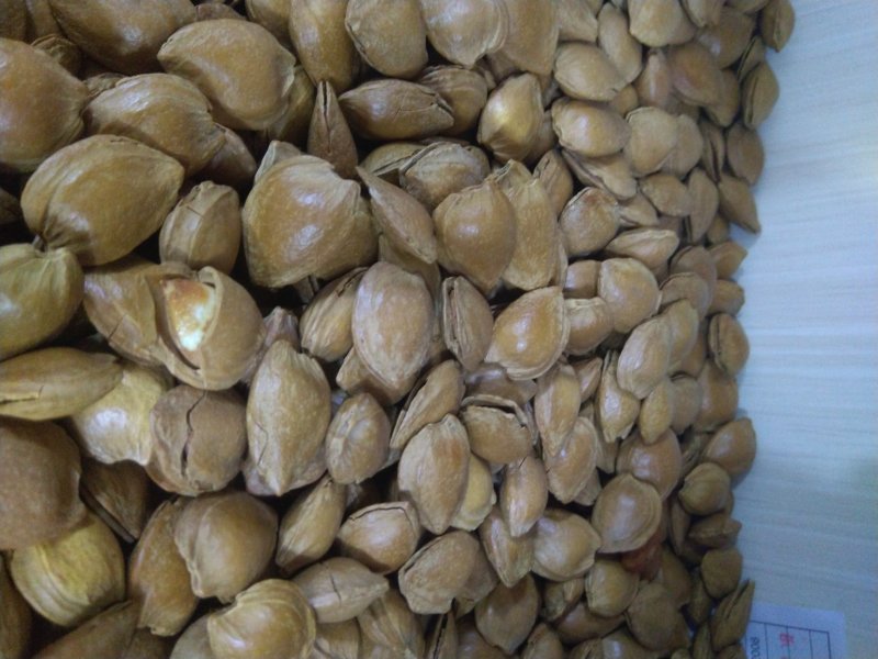 甜杏核干果新疆特产量大从优味道超好吃的