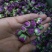 玫瑰花茶新疆和田精选玫瑰花茶