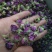 玫瑰花茶新疆和田精选玫瑰花茶
