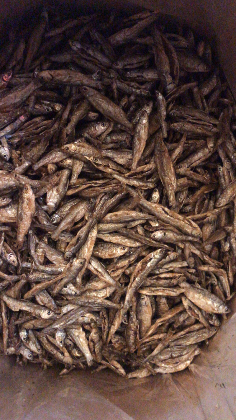 油炸鱼蓝刀鱼干小白条小鱼干无盐鱼干