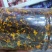 高品质昆仑雪菊精选优质量大从优
