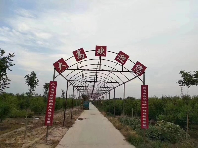沾化冬枣，代收，代办