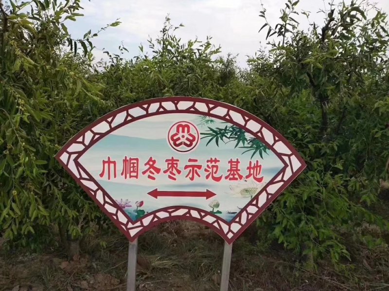 沾化冬枣，代收，代办