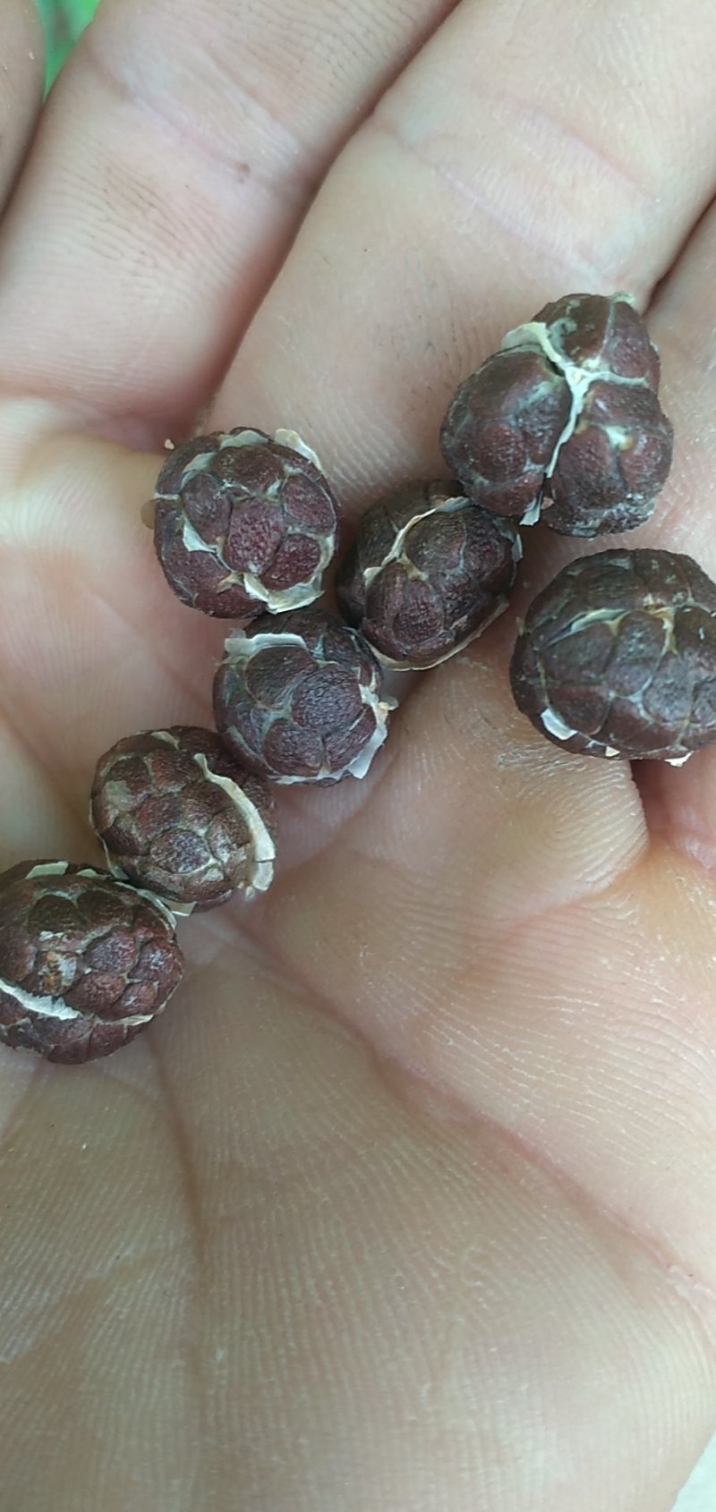 鲜春砂仁干砂仁各种规格都有，欢迎老板来洽谈！