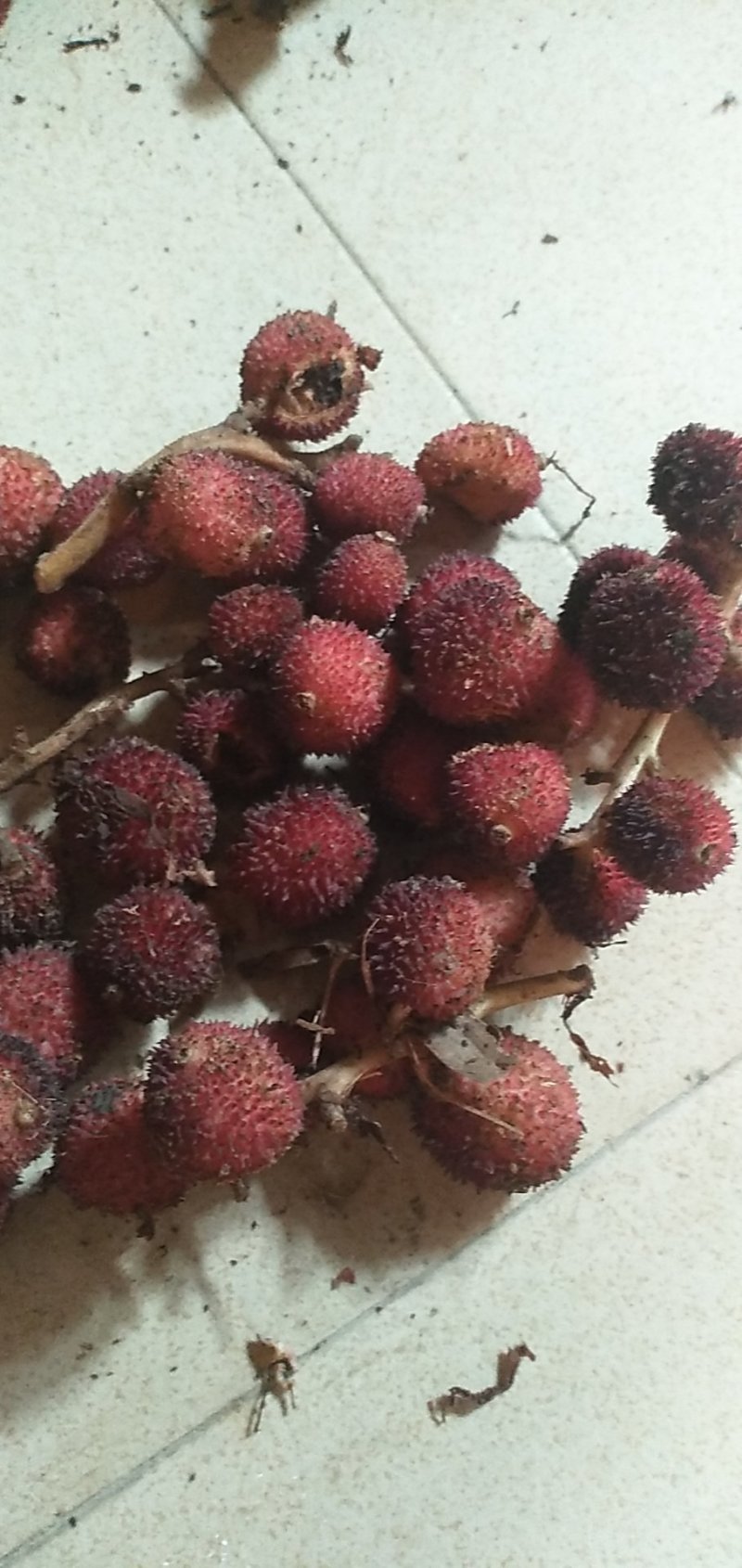 鲜春砂仁干砂仁各种规格都有，欢迎老板来洽谈！