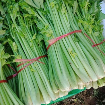 芹菜