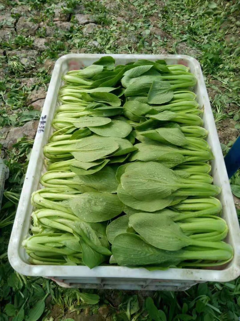上海青小油菜一手货源全国直发货源稳定可长期合作