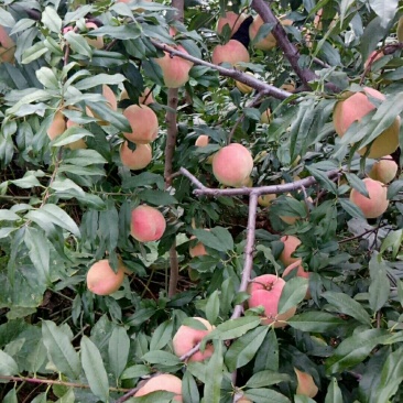 中华寿桃