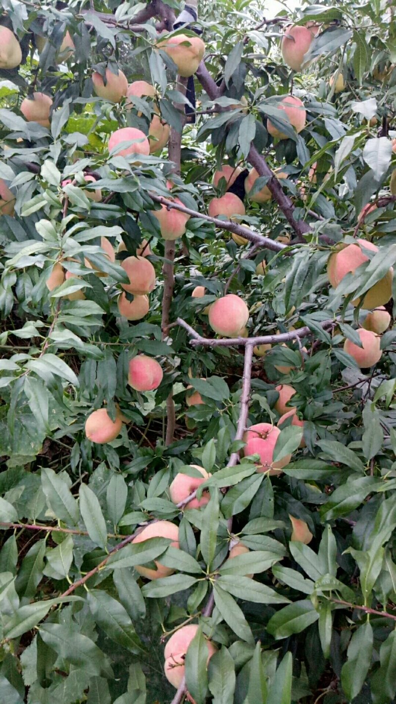 中华寿桃