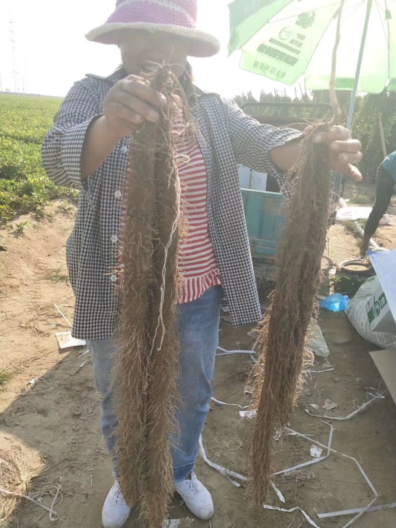 内黄麻山药上市了要的联系，条形好价格便宜