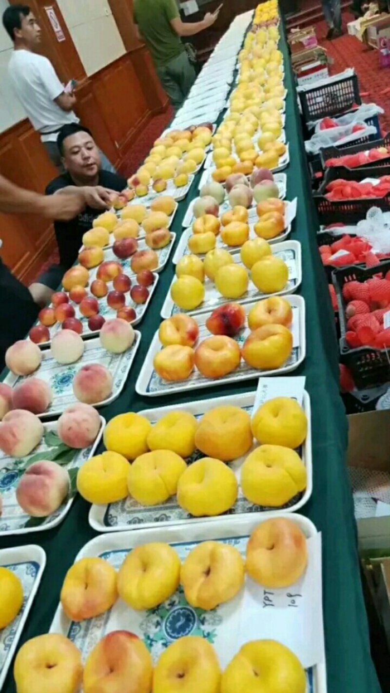 【山东桃树苗基地】黄金蜜4号8月底成熟的桃树新品种黄桃苗