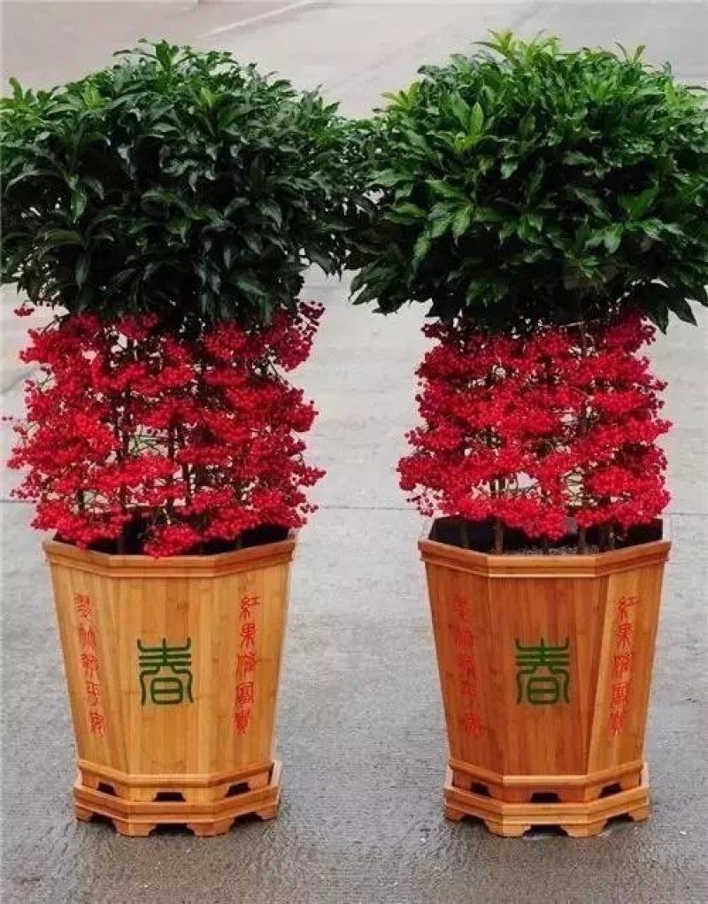 （富贵籽）福建武平地标花卉
