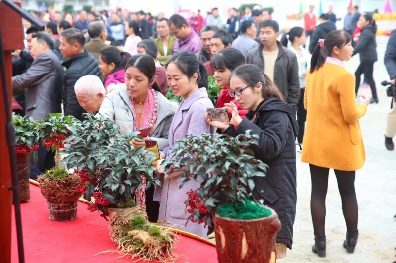 （富贵籽）福建武平地标花卉