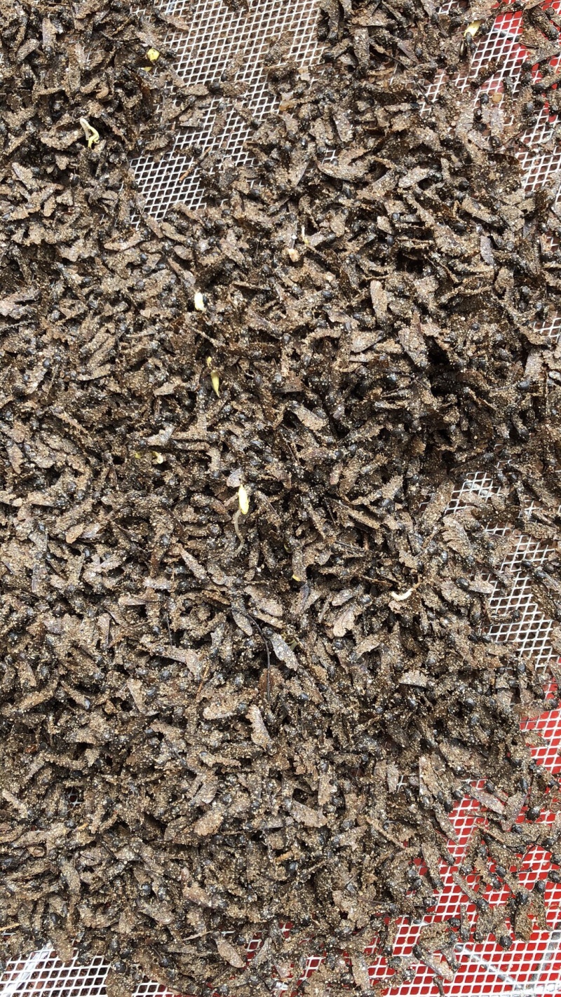 鸡爪槭种子，槭树种子，七角枫种子，彩叶树种子