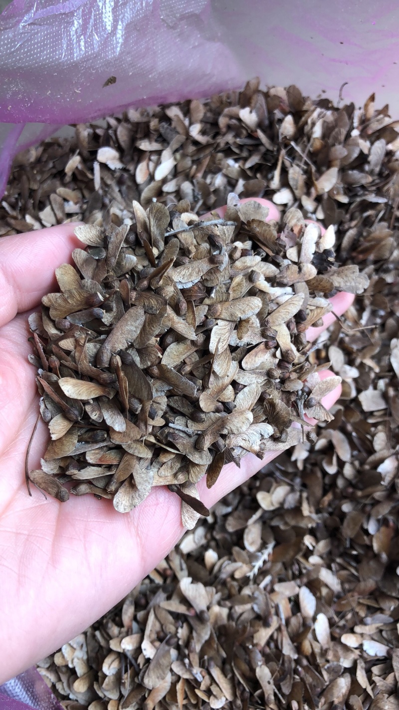 鸡爪槭种子，槭树种子，七角枫种子，彩叶树种子