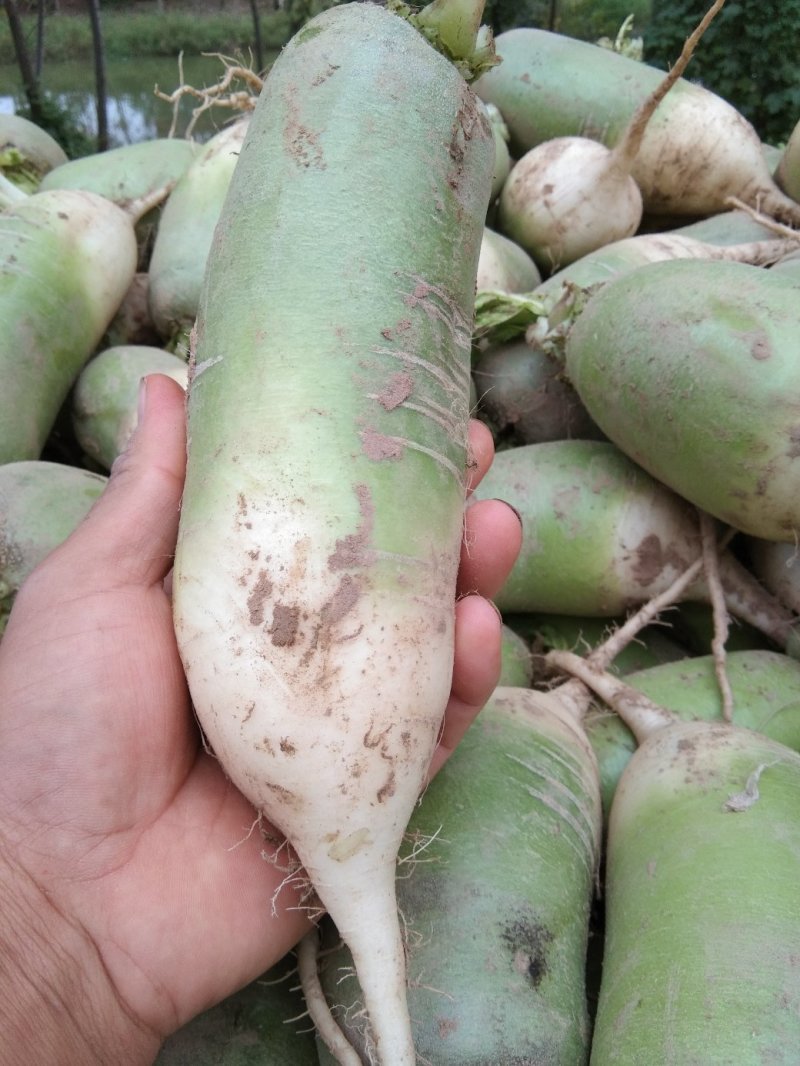 青萝卜大量上市，质量好价格低，上货量大无裂的，无太小的