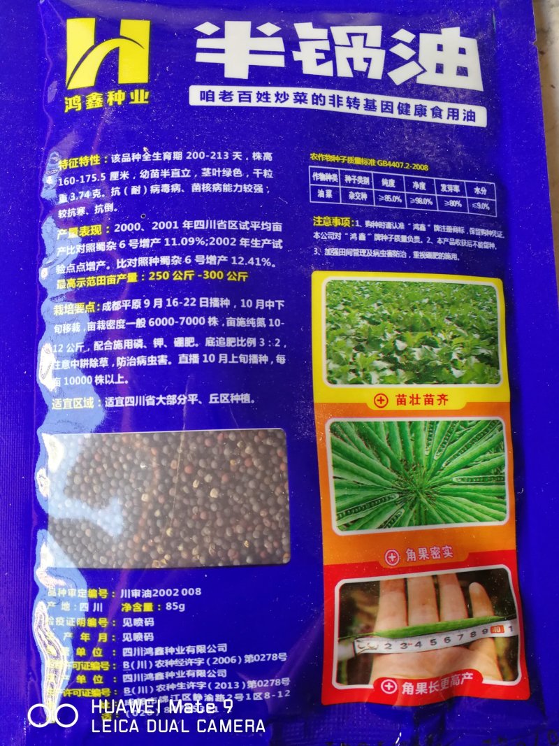 半锅油油菜籽高产矮杆机收含油率达40%