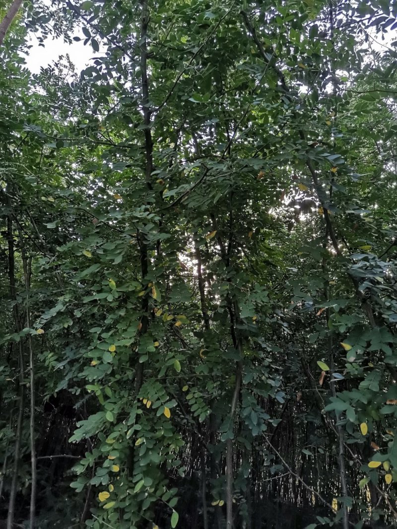 精品皂角树，2.8米高皂角，泰山一号皂角树苗全国供应