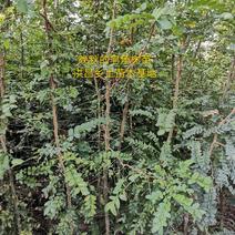 精品皂角树，2.8米高皂角，泰山一号皂角树苗全国供应