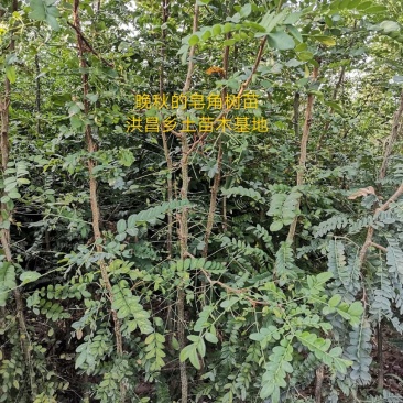 精品皂角树，2.8米高皂角，泰山一号皂角树苗全国供应
