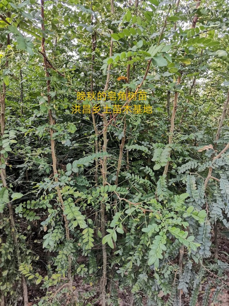 精品皂角树，2.8米高皂角，泰山一号皂角树苗全国供应