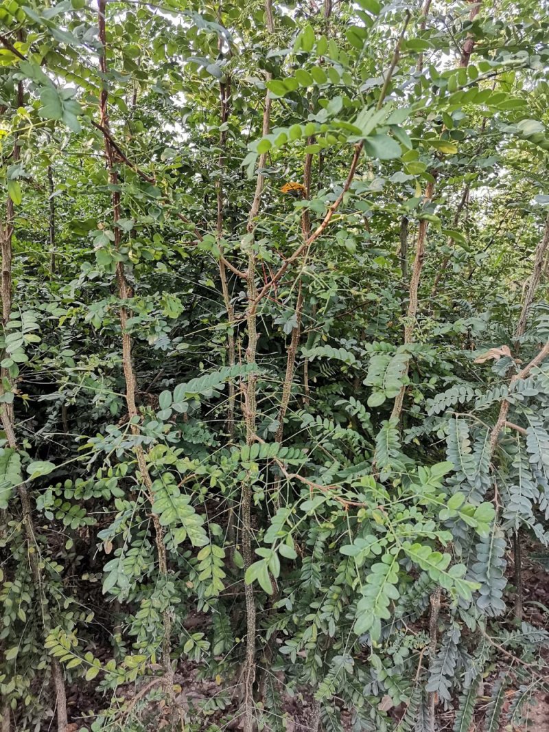 精品皂角树，2.8米高皂角，泰山一号皂角树苗全国供应