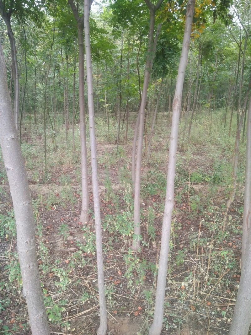栾树，上车价