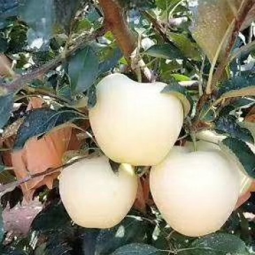 绥中县75起步黄元帅大量供应