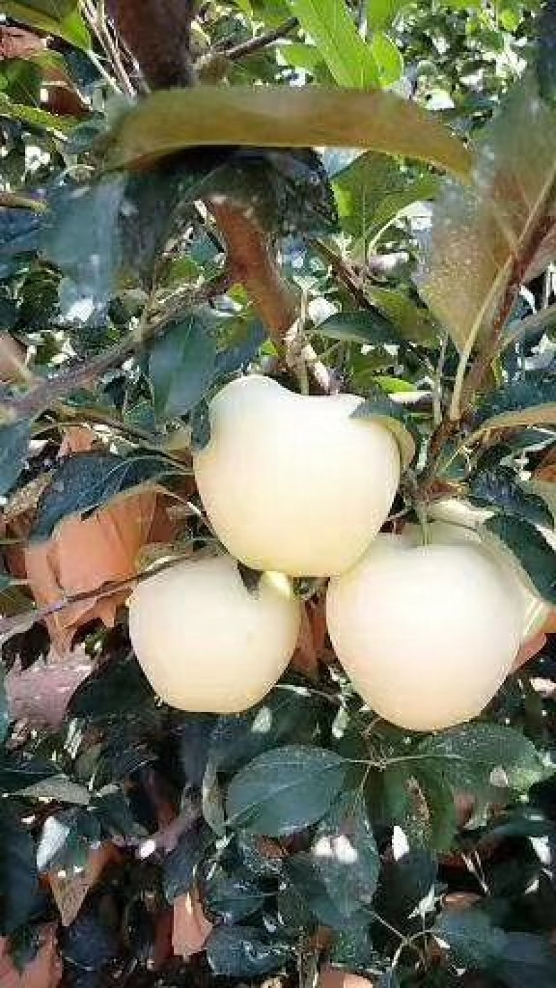 绥中县75起步黄元帅大量供应