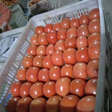 阿坝茂县菜番茄大量上市