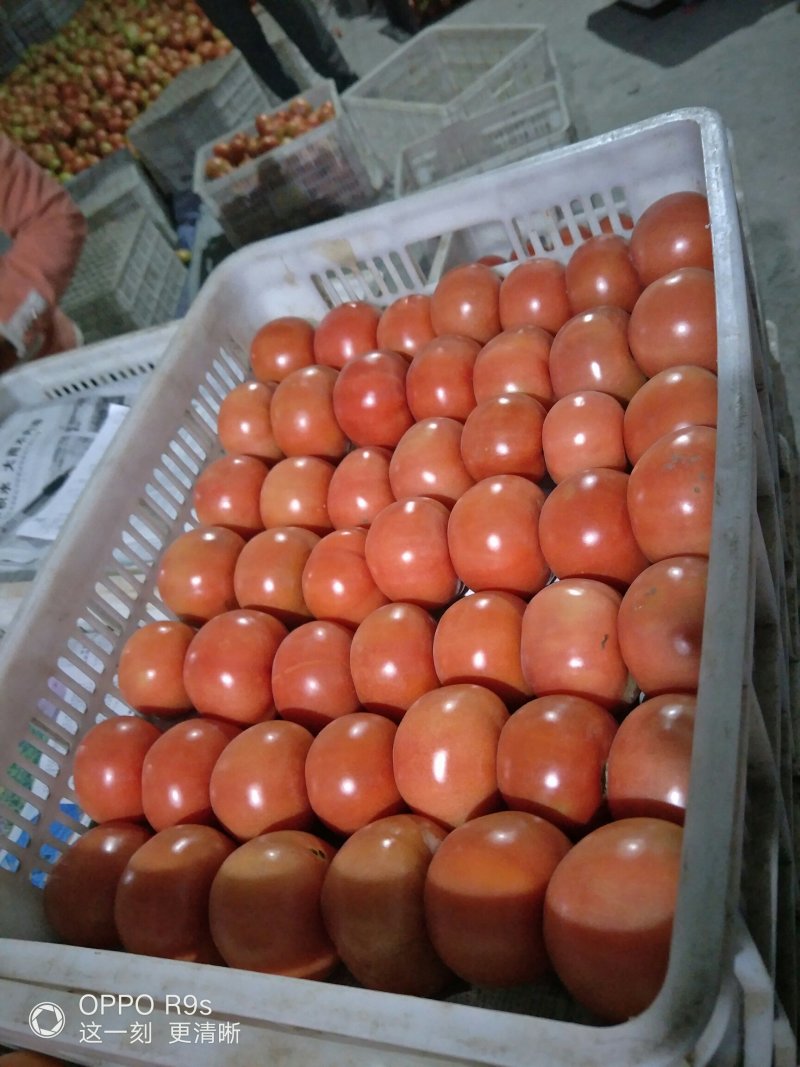 阿坝茂县菜番茄大量上市