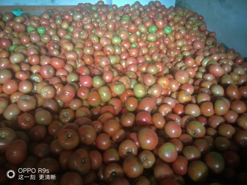 阿坝茂县菜番茄大量上市