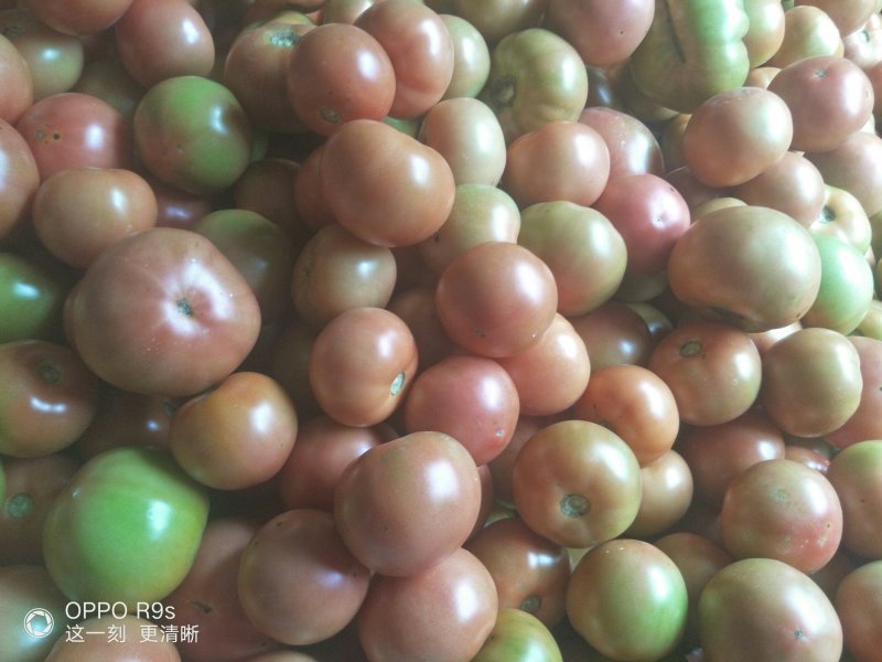 阿坝茂县菜番茄大量上市