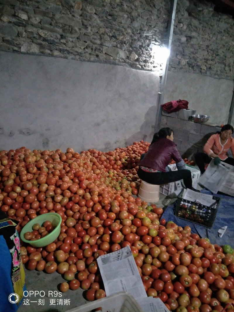 阿坝茂县菜番茄大量上市