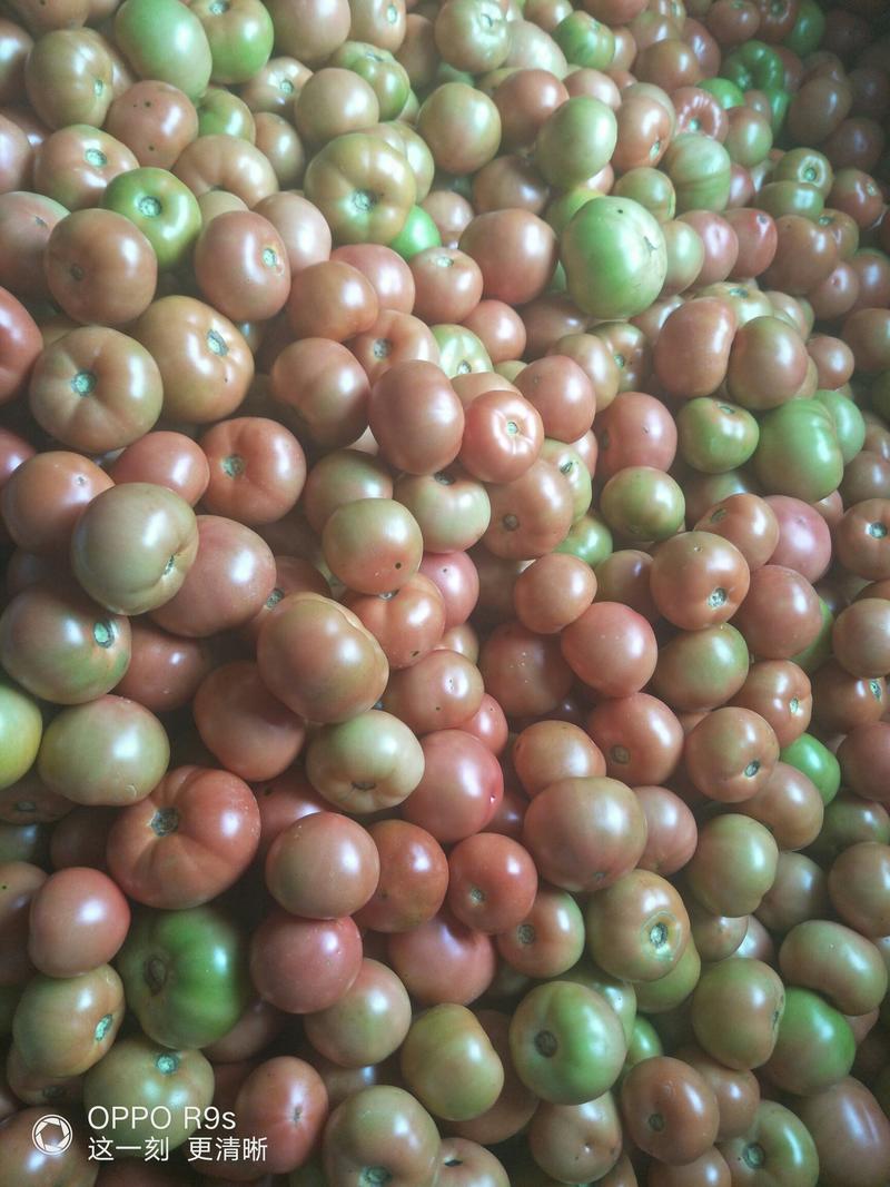 阿坝茂县菜番茄大量上市