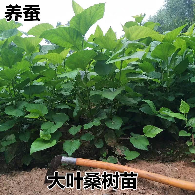桑树苗护坡占地桑树苗