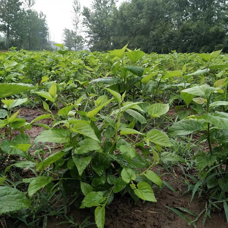 桑树苗护坡占地桑树苗