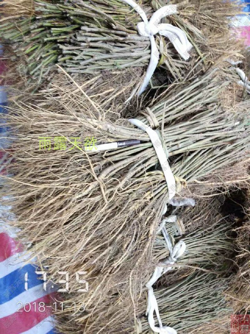 桑树苗护坡占地桑树苗
