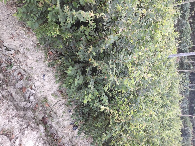 绿化苗红榉树（规格1一3o公分基地直供现挖发货成活率有）