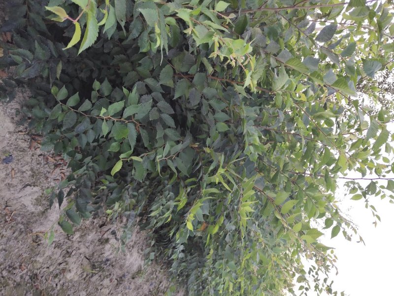 绿化苗红榉树（规格1一3o公分基地直供现挖发货成活率有）