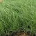 粉黛乱子草乱子草花海基地直供欢迎选购