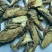 古羊藤，道地药材，质优价实，品质保证，药典标准一公斤起批